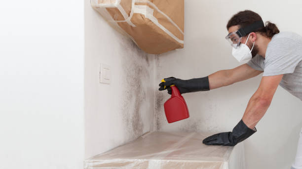 Professional Attic Mold Removal technician working in Paris, IL