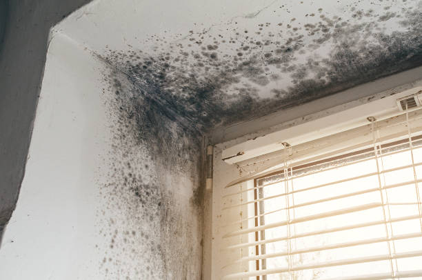 Affordable Attic Mold Removal solutions in Paris, IL