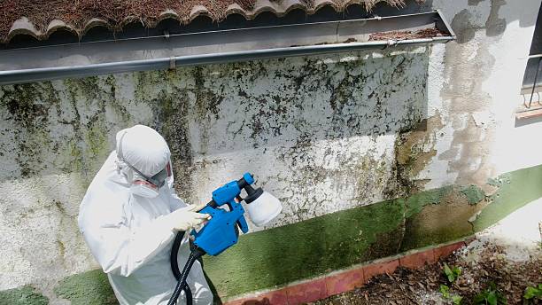 Top rated local Attic Mold Removal specialists in Paris, IL